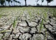 Jawa Timur, NTB dan NTT Diprediksi Alami Kekeringan Sepanjang Mei